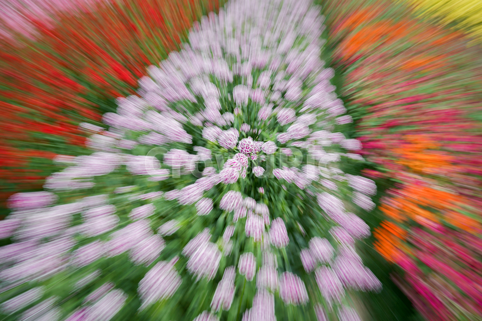 꽃,자연,정원,알록달록,주밍,순천만정원,봄,여름,꽃,flower