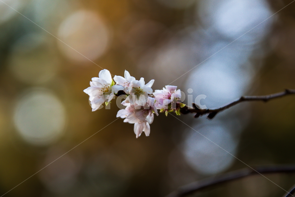 춘추벚꽃,가을벚꽃,가을벚나무,벚꽃,춘추벚나무,prunssubhirtellaautumnalis,춘추화,꽃,식물,자연,plants,nature,꽃,flower