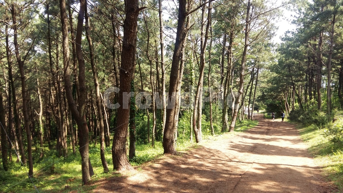 나무,자연,녹색,피톤치드,숲,제주