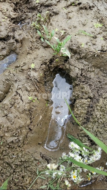 논,모내기,들판,벼,논풍경