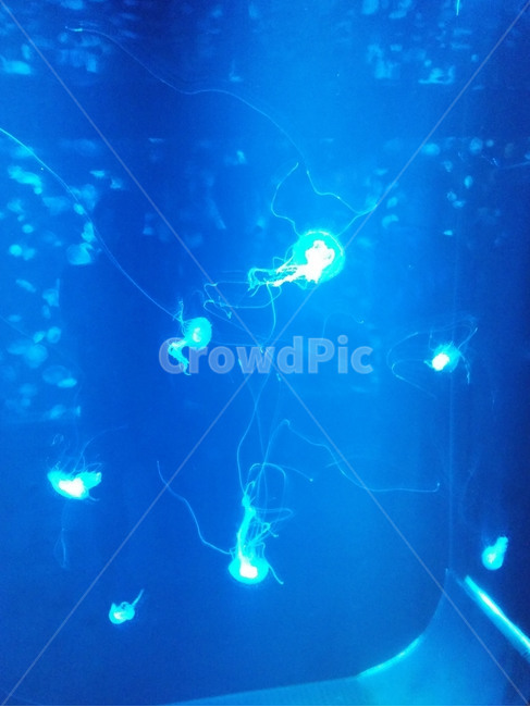 해파리,jellyfish,강장동물,바다,수족관,해양,푸른색,동물,animal