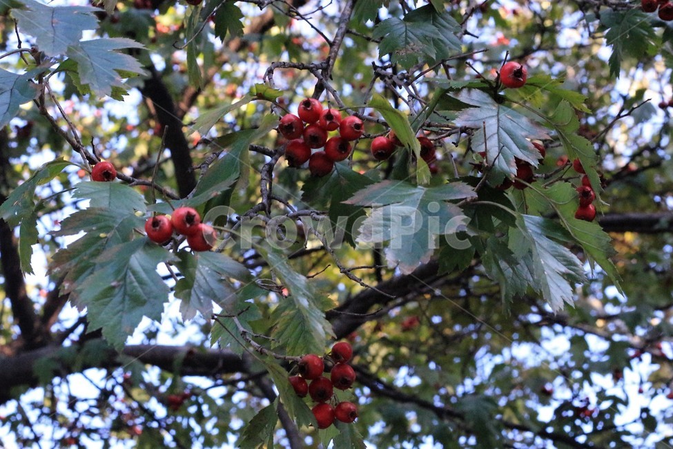 자연,나무,식물,plant,leaf,잎,tree