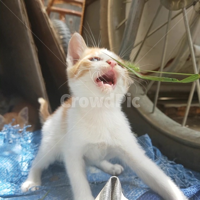 고양이,호들갑,놀람,새끼고양이,강아지풀