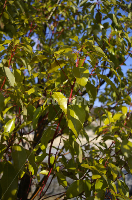 나무,자연,식물,plant,nature,tree,잎,leaf