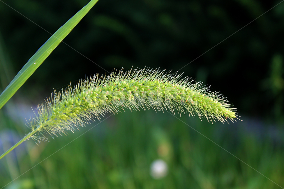 풀,식물,자연,녹색,그린,강아지풀,털,솜털,나뭇잎,잎,잎사귀,식물,자연,plants,nature