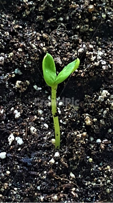 수박,여름,새싹,키우기,화분,친환경,식물,자연,plants,nature