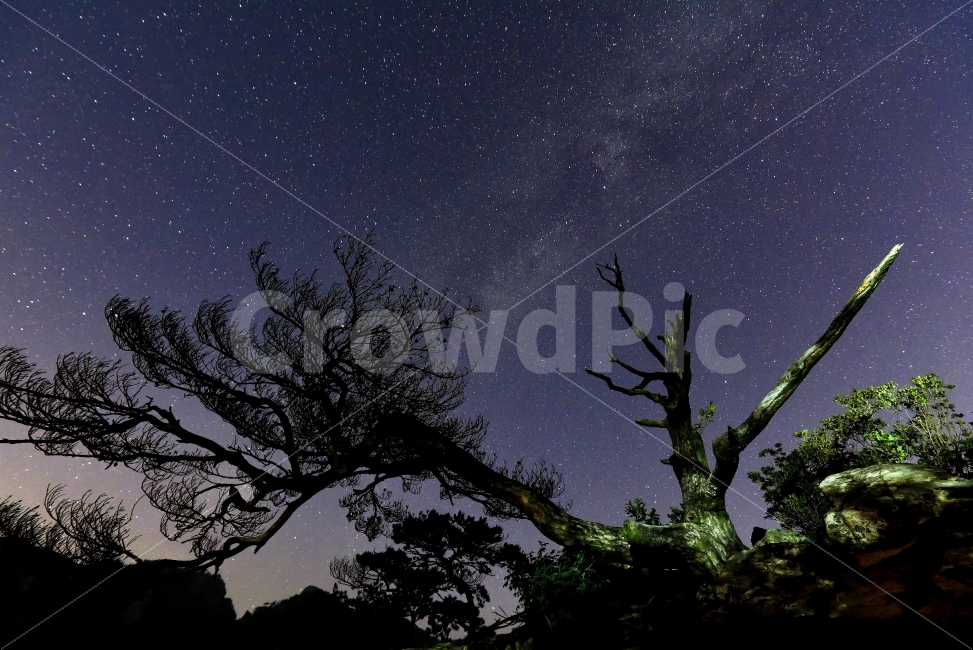 은하수,은하수사진,별사진,고목,풍경,자연,풍경,nature,landscape,야경,밤,nightscape,night,outdoors,옥외