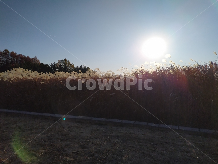 flare,플레어,빛,light,햇빛,갈대,가을,계절,fall,autumn,season,자연,풍경,nature,landscape,sunlight