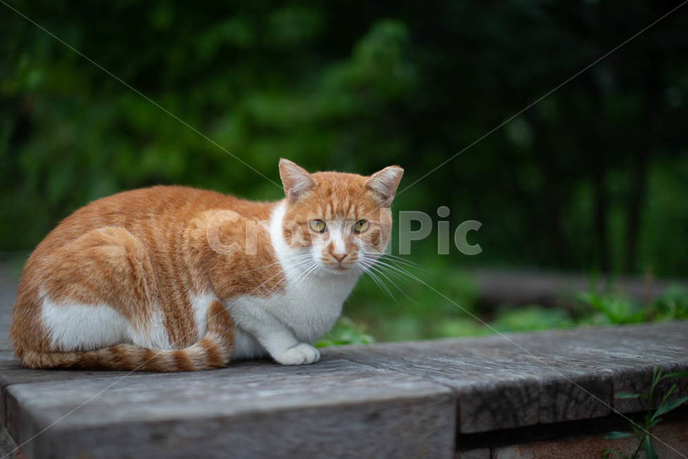 고양이,야생고양이,동물,길고양이,냐옹이,동물,animal,포유류,mammal,고양이,cat,kitten,kitty