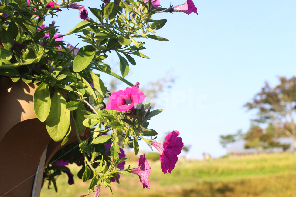꽃,풀,보라색,화분,나팔꽃,식물,자연,plants,nature,꽃,flower