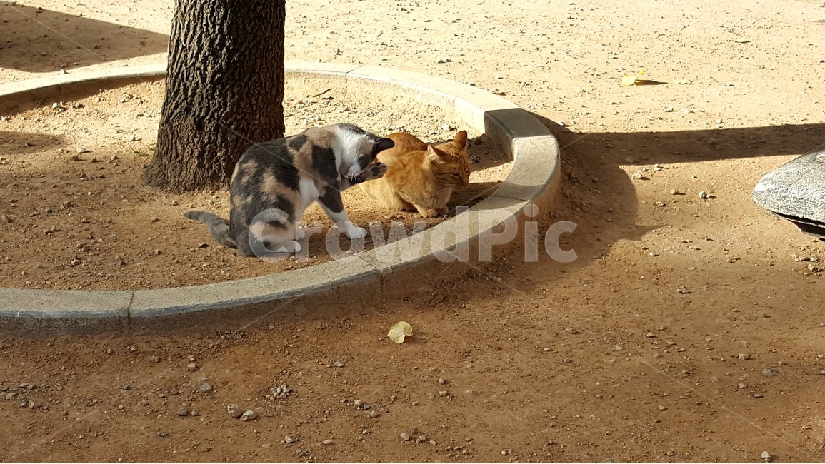 고양이,우정,장난,친구,형제,오후,동물,animal,포유류,mammal,고양이,cat,kitten,kitty