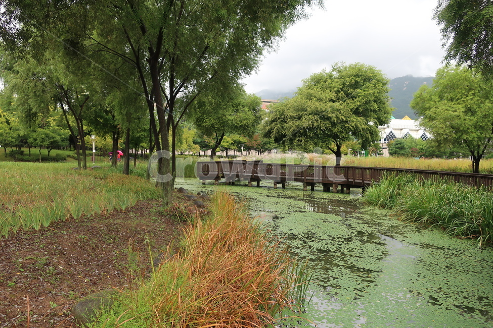 서울,창포원,식물원,도시,공원,습지,조성,숲,산책,산책로,자연,풍경,nature,landscape,outdoors,옥외,water,물