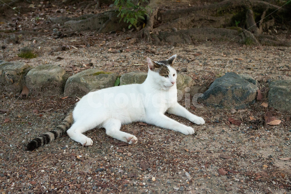 고양이,동물,길고양이,냐옹이,길거리,animal,straycat,kitty,street,동물,animal,포유류,mammal,고양이,cat,kitten,kitty