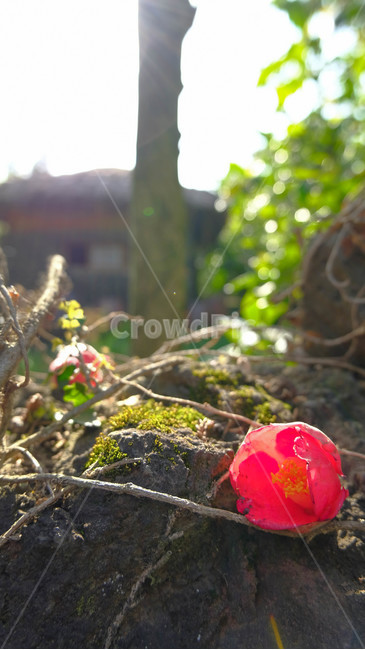 꽃,봄,동백꽃,잎사귀,초록,빨강,색감,분위기,감성,식물,자연,plants,nature,꽃,flower