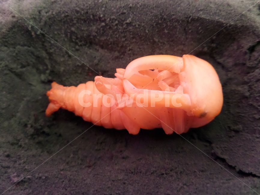 곤충,벌레,경치,자연,사슴벌레,동물,animal,곤충,벌레,insect,bug