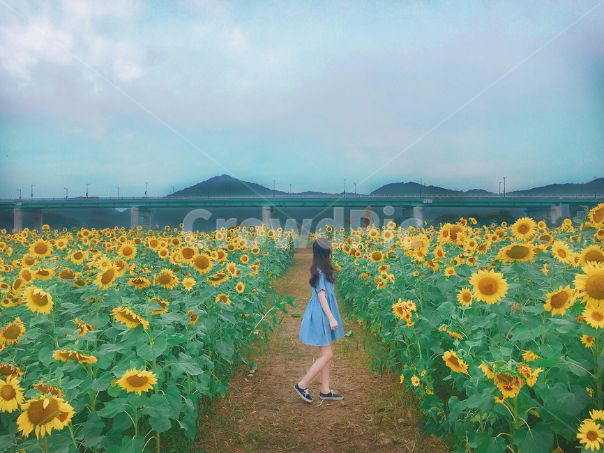 해바라기,여자,여자뒷모습,풍경,꽃,자연