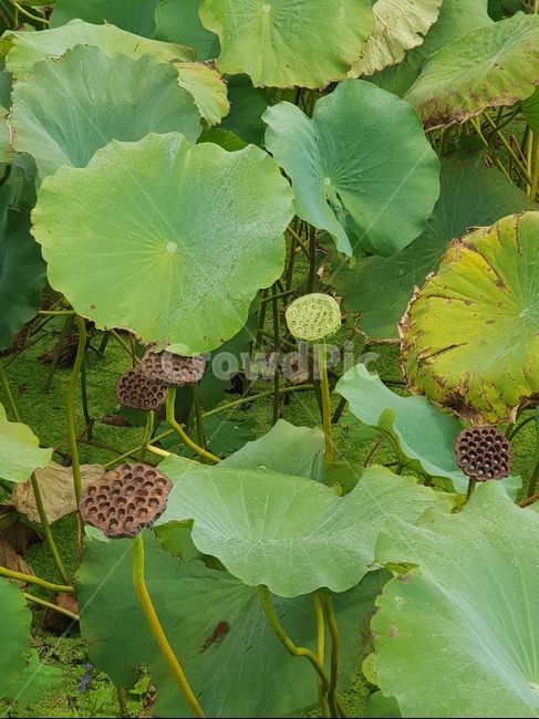 연잎,연꽃씨앗,연꽃줄기,연근,초록