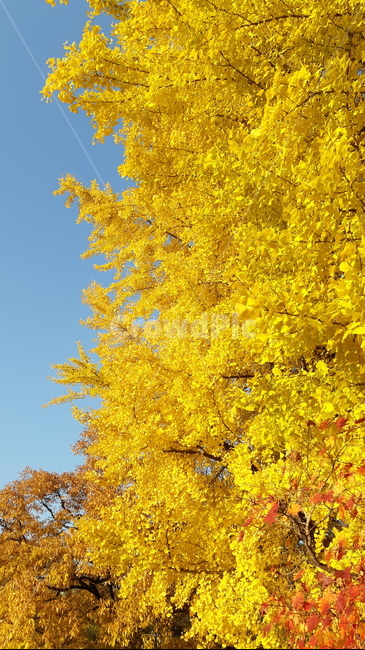 tree,나무,plant,식물,단풍,은행,은행잎,은행나무,단풍나무,자연,가을,식물,자연,plants,nature,나무,trees,wood