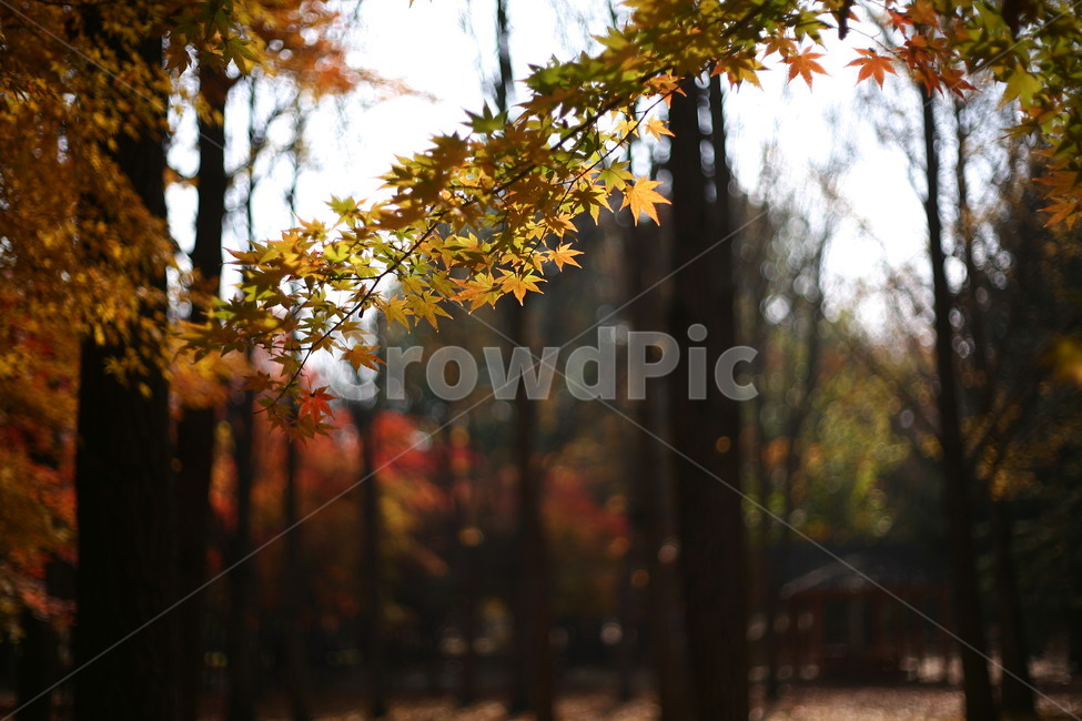 tree,나무,plant,식물,나무줄기,공원,자연,단풍,낙엽,가을,계절,fall,autumn,season,자연,풍경,nature,landscape