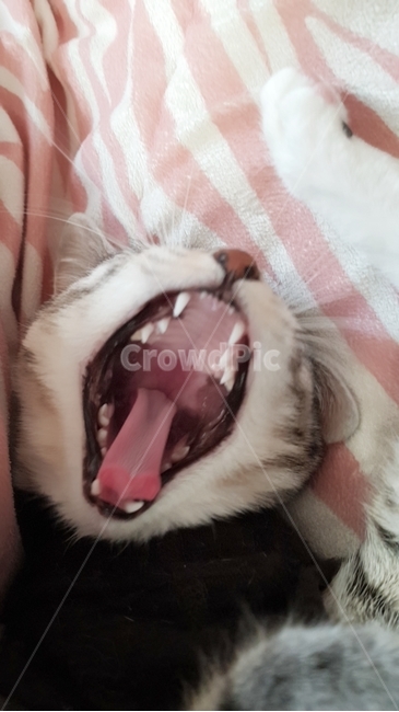 하품,고양이낮잠,코숏,cat,큰입,고양이이빨