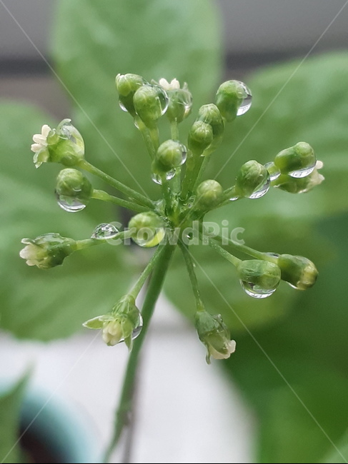 새싹,꽃,사포닌,건강,힐링