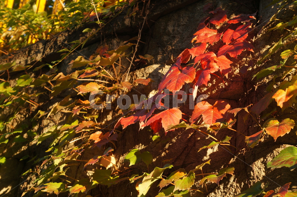 담쟁이넝쿨,담쟁이덩굴,덩굴식물,가을,단풍,담벼락,식물,만추,autumn,fall,넌출성식물,기어오르다,아이비,ivy,가을,계절,fall,autumn,season,leaf,잎,plant,tree,나무,maple