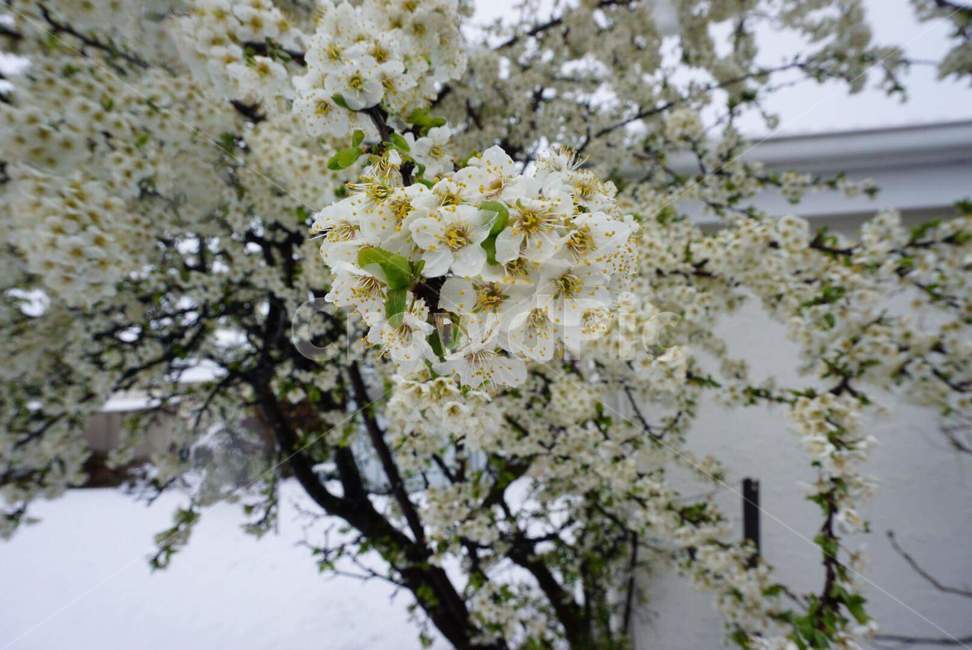 꽃,눈,flower,snow,겨울꽃,winter,식물,자연,plants,nature,꽃,flower