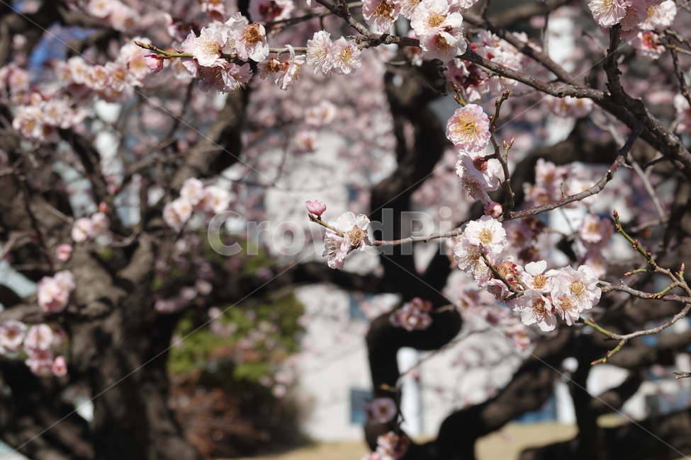 식물,꽃,벚꽃,봄,plkant,blossom,flower,cherryblossom,봄,계절,spring,season,식물,자연,plants,nature,꽃,flower