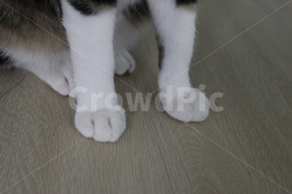 고양이,반려동물,유기묘,길냥이,애완동물,cat,pet,kitten,아기고양이,코숏,코리안숏헤어,동물,animal,동물,animal,고양이,cat,kitten,kitty,포유류,mammal