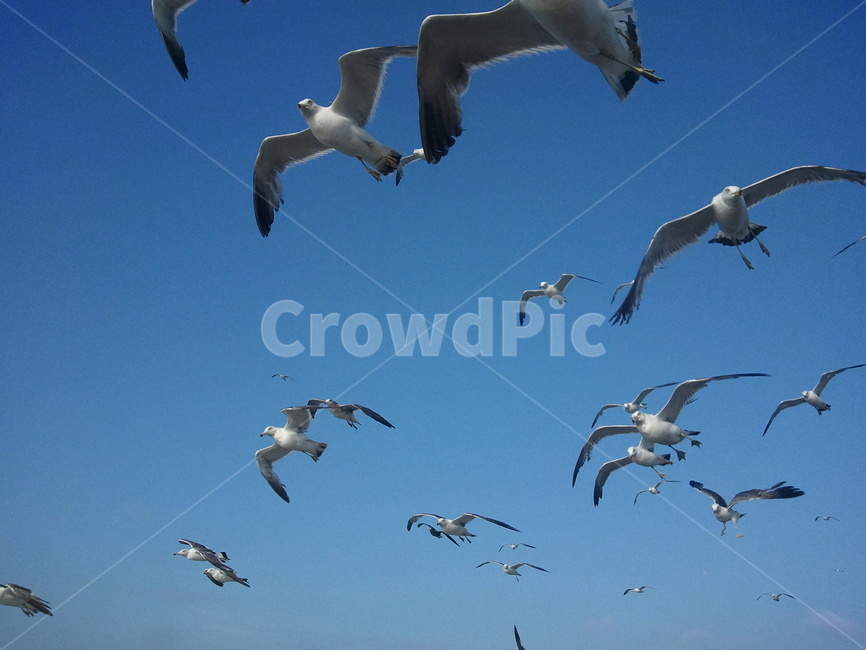 자연,새,구름,하늘,풍경,배경,갈매기,nature,background,landscape,sky,animal,동물,bird
