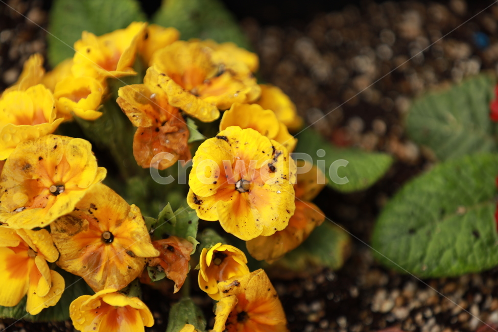 꽃,화분,아웃포커싱,감성,흙,꽃잎,노란색,식물,자연,plants,nature,꽃,flower