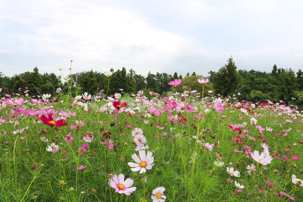 꽃,코스모스,코스모스꽃,식물,꽃밭,가을,자연,풍경,국화과,식물,자연,plants,nature,꽃,flower
