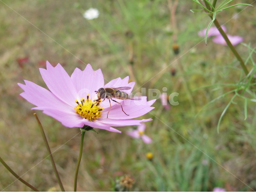 꽃,flower,cosmos,코스모스,벌,plant,bee,nature,가을,계절,fall,autumn,season,식물,자연,plants,nature,꽃,flower,동물,animal,곤충,벌레,insect,bug