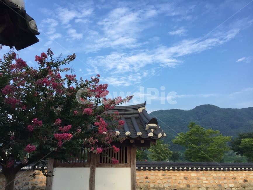 매화,돌담,시골,기와집,대문