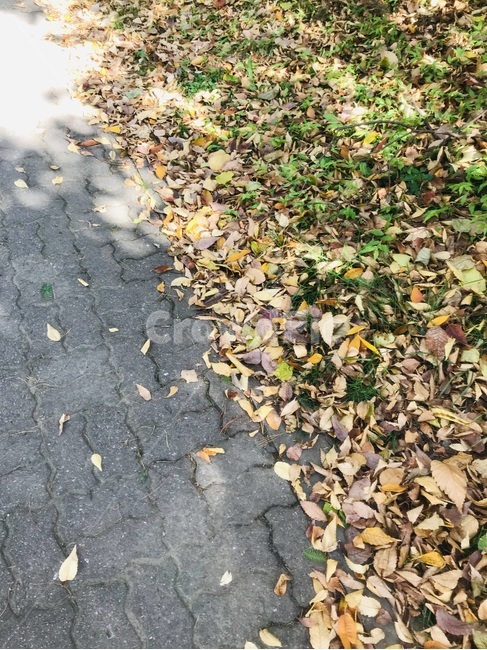 바닥,가을,잎,낙옆,감성,가을,계절,fall,autumn,season,식물,자연,plants,nature,ground,leaf,plant