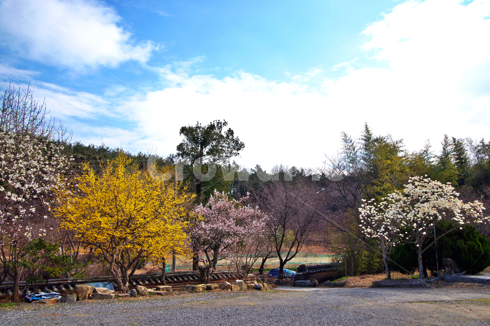 봄,양산,관음암,사찰,개나리,매화,푸른하늘,구름,자연,풍경,nature,landscape,plant,식물,tree,나무