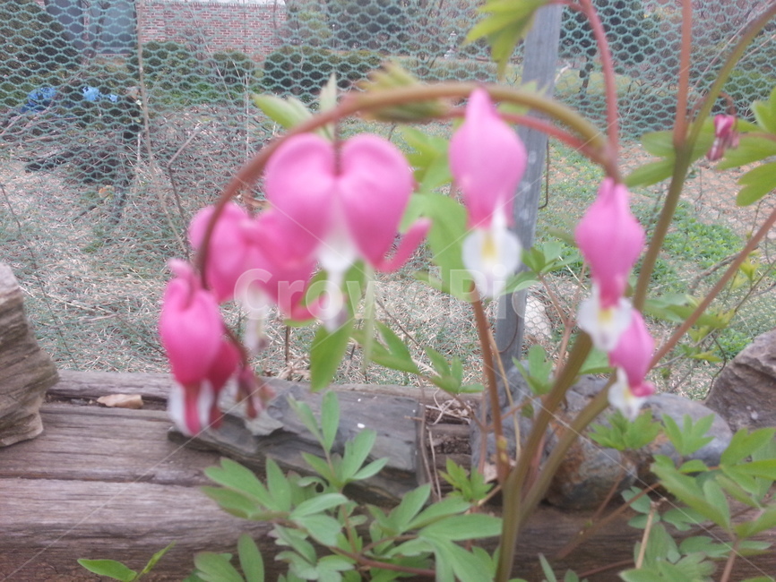 summer,spring,flower,봄여름,꽃,식물