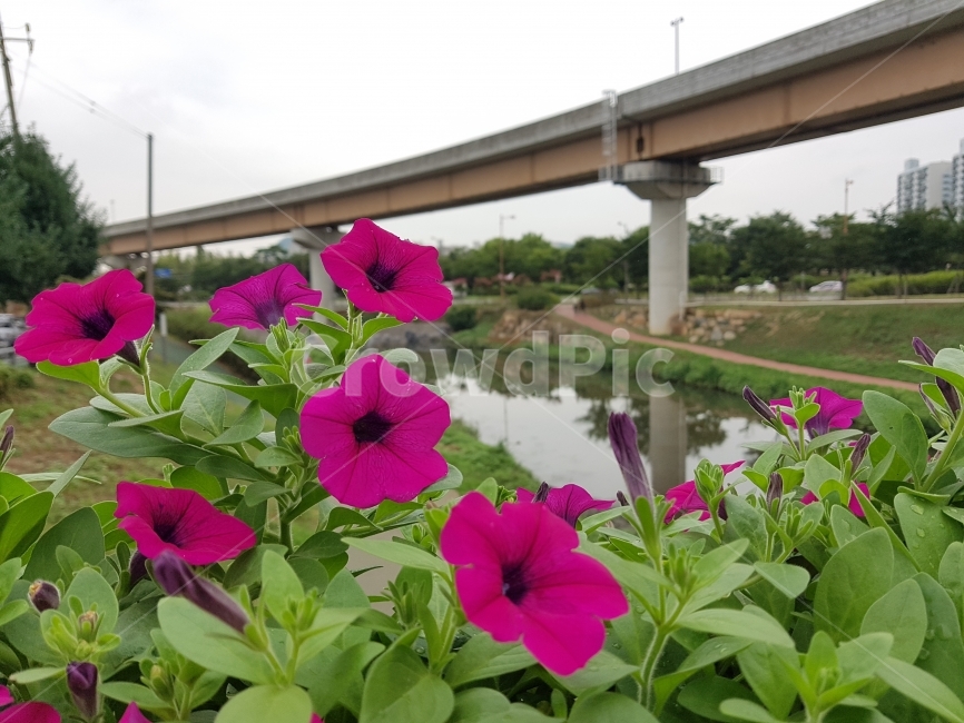 나팔꽃,꽃,하천,여름,morningglory,flower,식물,자연,plants,nature,꽃,flower