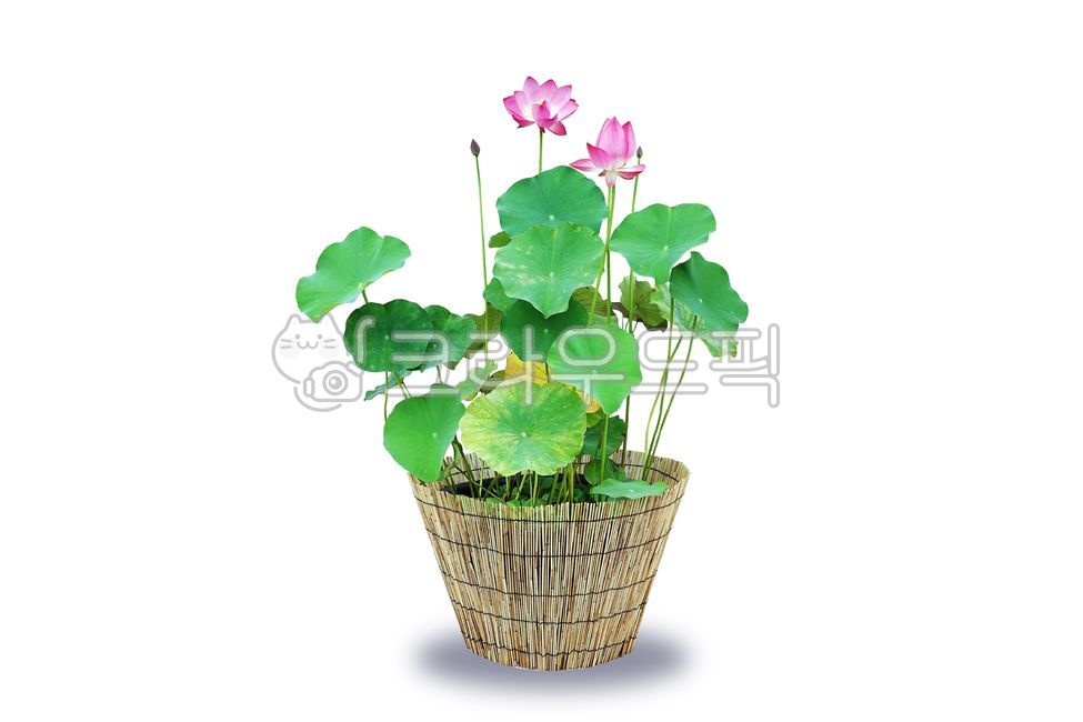 연꽃,꽃,화분,배경,흰색배경,누끼,연잎,우아함,아름다움,꽃송이,꽃잎,불교,여름꽃,디자인,디자인소스,자연,백그라운드,lotusflower,flower,pottedplant,whitebackground,lotusleaf,elegance,beauty,blossom,petal,buddhism,summerflower,design,designsource,nature,background