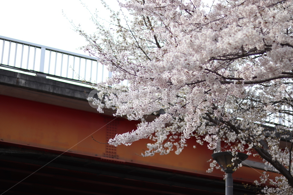 서울숲,벚꽃,다리,감성,꽃,봄,계절,spring,season,식물,자연,plants,nature,꽃,flower,나무,trees,wood,plant,blossom