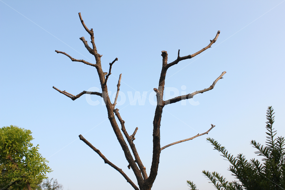 낮,하늘,자연,나무,나뭇가지,마른,메마른,건조한,앙상한,죽은,갈색,브라운,식물,파랑,블루,파란색,식물,자연,plants,nature,나무,trees,wood