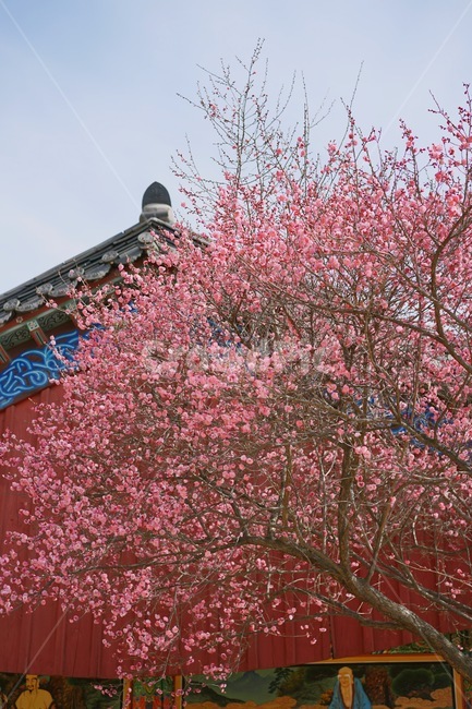 꽃,홍매화,한옥,나무,처마,봄,계절,spring,season,한국전통,한국문화,korean,식물,자연,nature,flower,봄,계절,spring,season,한국전통,한국문화,korean traditional,korean culture,식물,자연,plants,nature,꽃,flower,건축물,건물외관,exterior,building,structure,architecture,construction,plant,blossom