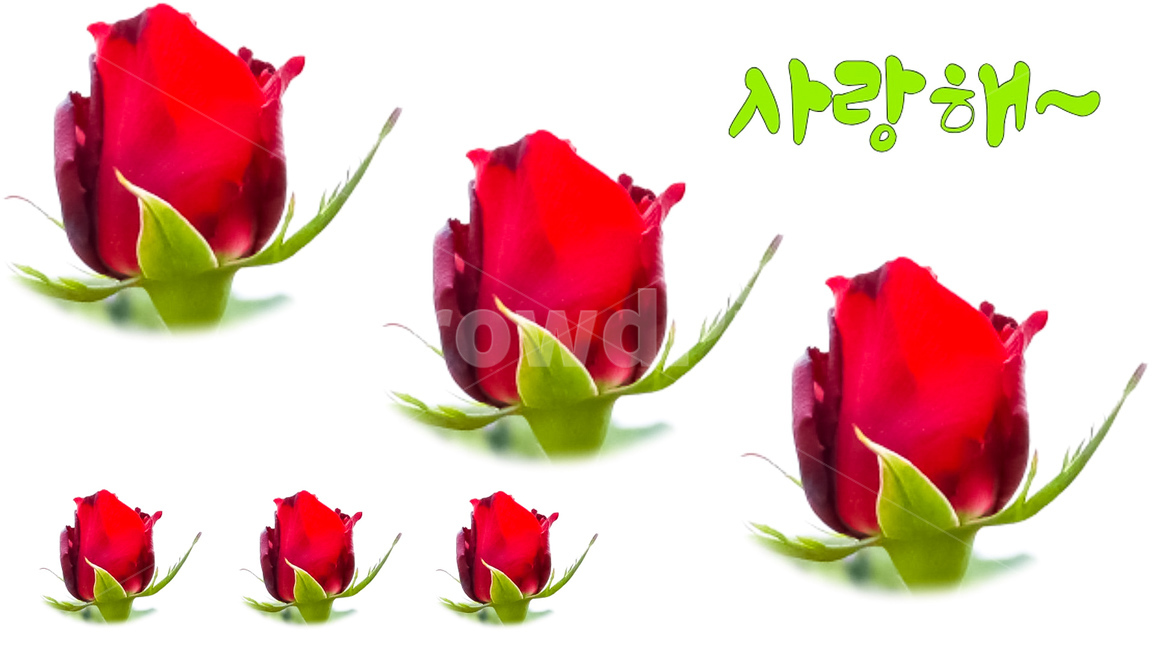 rose,장미,식물,blossom,꽃,plant,sensible,feeling,힐링,기념일,감사,사랑,고백,야생화,valentinesday,valentine,발렌타인데이,발렌타인,사랑해,고마워,화이트데이,어버이날,event,anniversary,행봌함,분위기,beautiful,lover,emotion,lovely