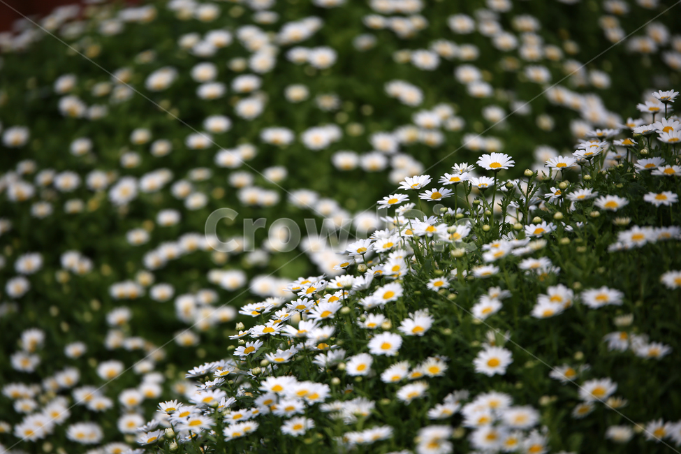 꽃,하얀꽃,국화,flower,감성
