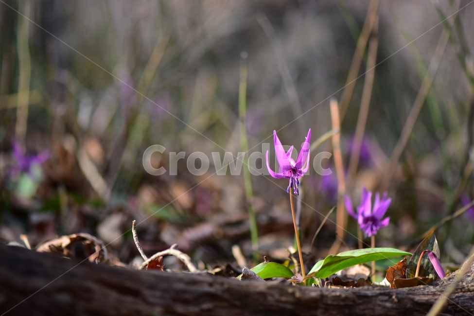 얼레지,야생화,봄,꽃,풀꽃,자연,식물,식생,plants,nature,spring,season,flower
