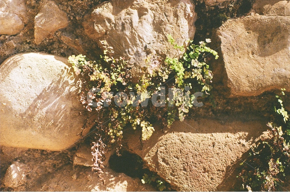 감성사진,풍경사진,식물,풀,사랑,식물,자연,plants,nature,감성,sensible,feeling,휴식,힐링,rest,relaxation,healing