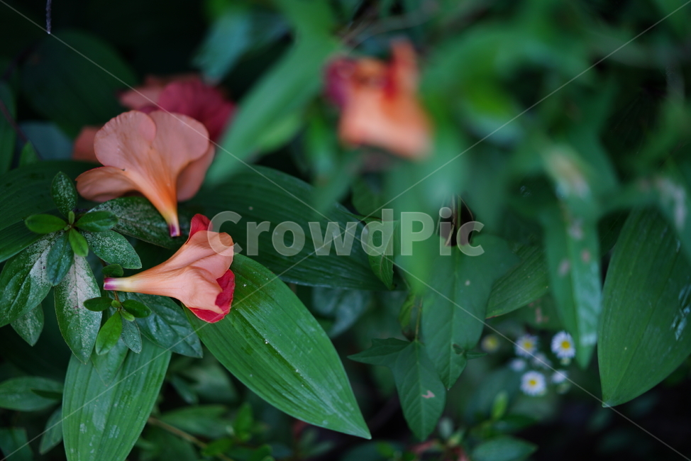 능소화,꽃,컬러,색감,주황,생명,식물,생물,flower,식물,자연,plants,nature,꽃,flower