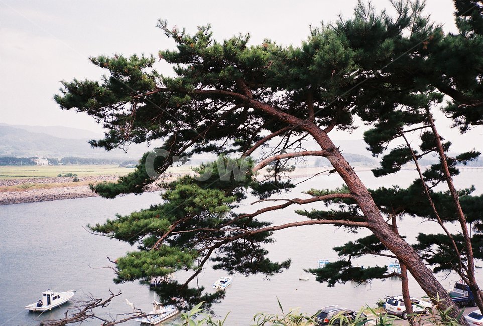 나무,tree,식물,plant,바다,sea,자연,nature,필름,필름사진,film,경치,풍경,landscape,outdoors,옥외,water,물,boat,보트
