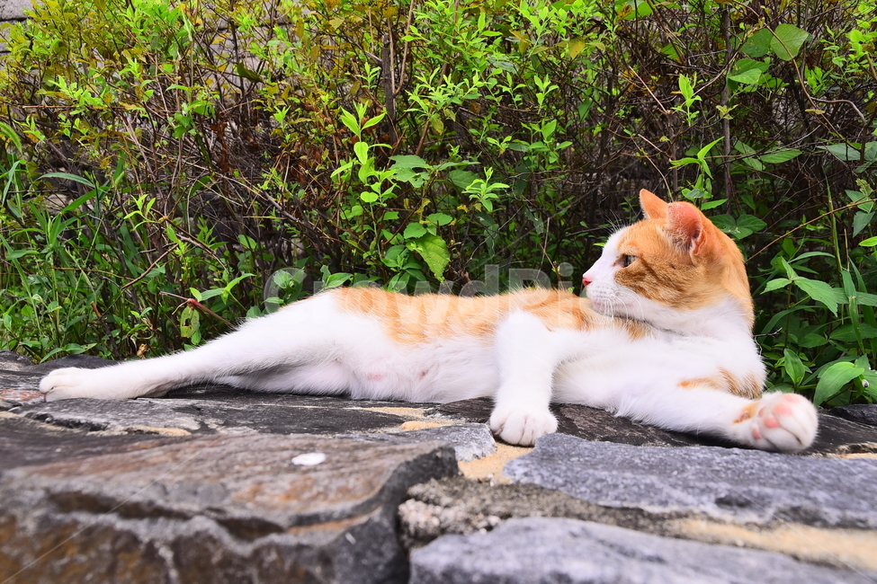 반려동물,고양이,냥이,길냥이,들고양이,들냥이,동물,표정,배경,바탕,백그라운드,애완동물,눈빛,휴식,바라보다,cat,animal,동물,animal,포유류,mammal,고양이,cat,kitten,kitty