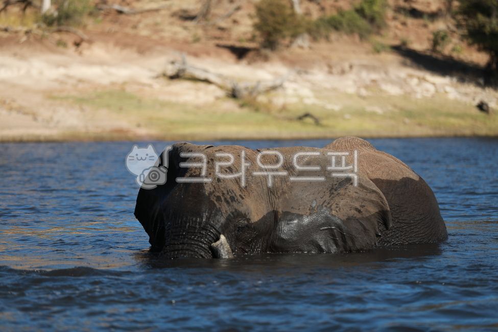 African elephant,animal,herbivore,elephant